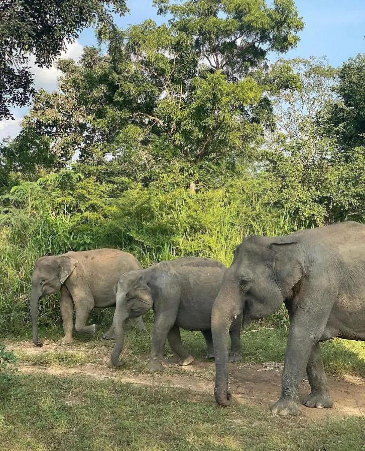 Hotel Hungry Lion Sigiriya Sri Lanka